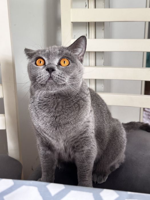 Продается британская кошечка