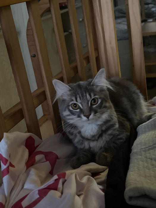 Mushuk sotiladi qiz bola