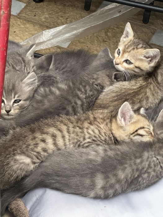 Продаются срочно 11 котят
