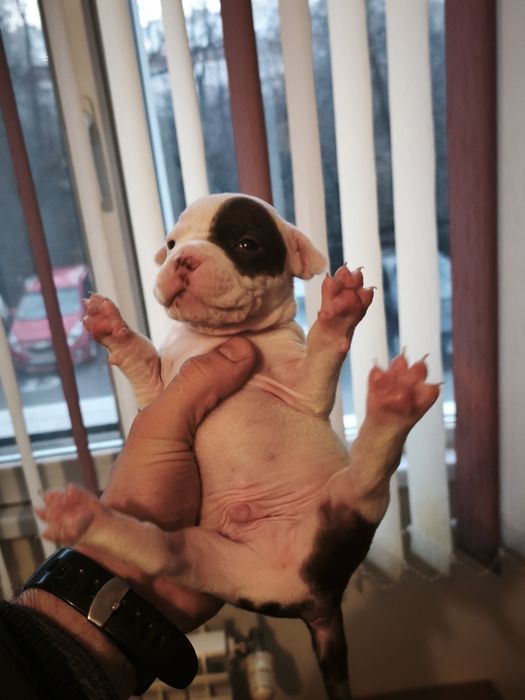 Питбулчета бебета