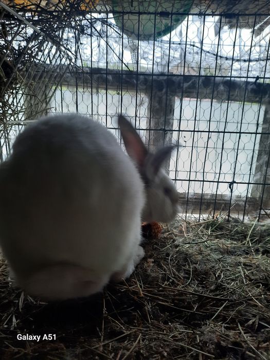 Iepure mascul urias de transilvania