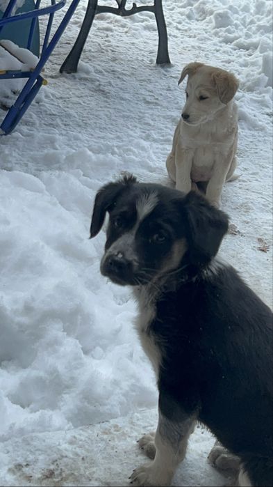 Отдам щенков даром