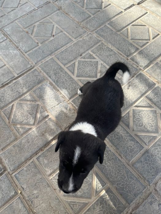 Собачки щенки маленькие