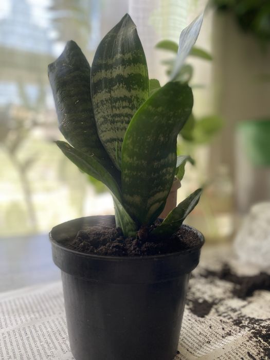 Цветы в наличии домашнее растение