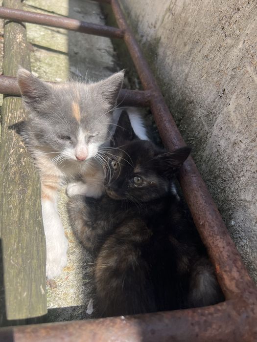 Безплатни котенца