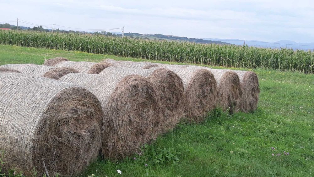 Vand fân, baloti rotunzi ,productie 2025.