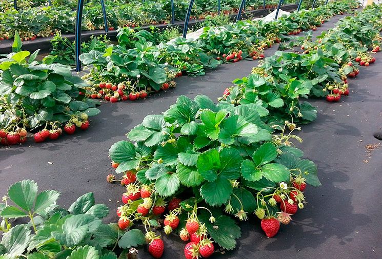 Клубника рассада многоразовые