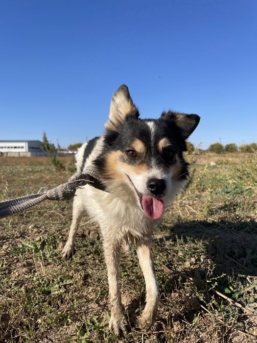 Грю ищет дом!И самого доброго хозяина!