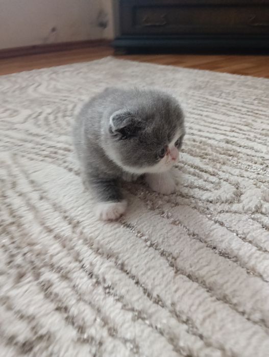 Pisica Scottish Fold