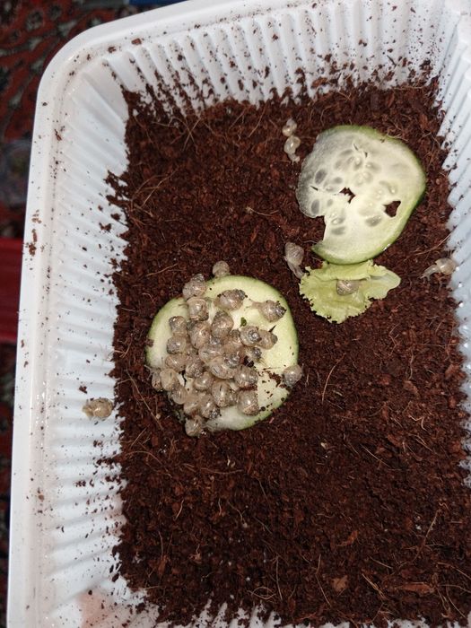 Улиткалар сотувда