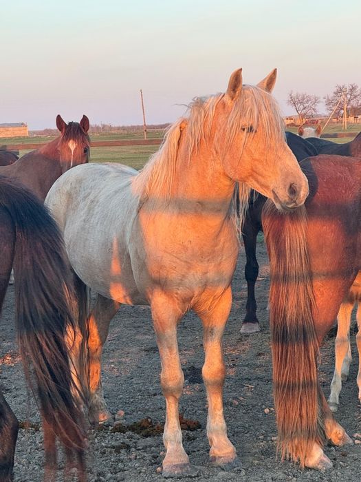 Продаётся жеребец