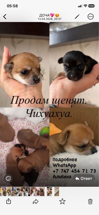 Продам щенят чихуахуа