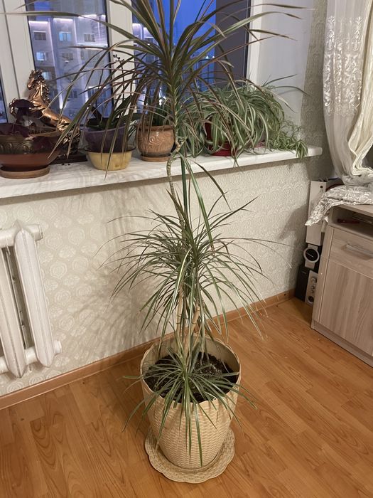 Продам высокую драцену