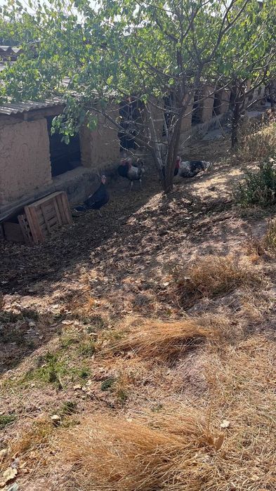 Срочно арендага берилади Мол бокишга мослашган