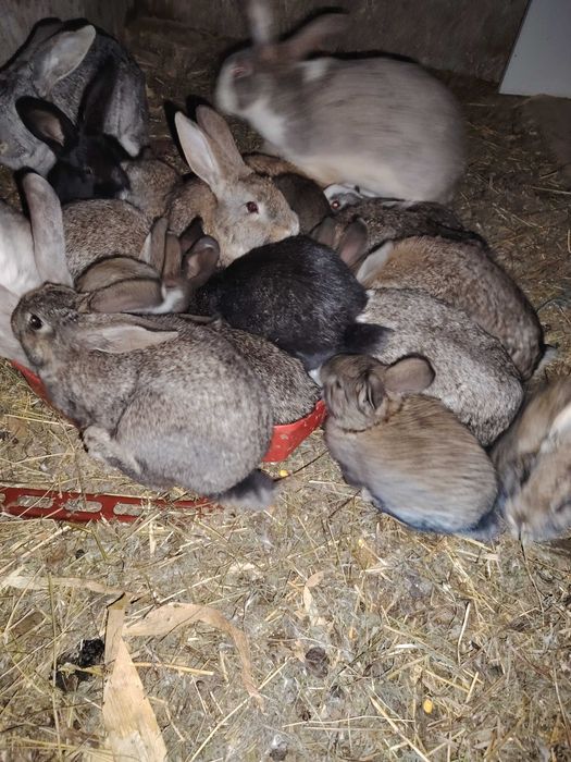 Iepurași vârsta 3 luni