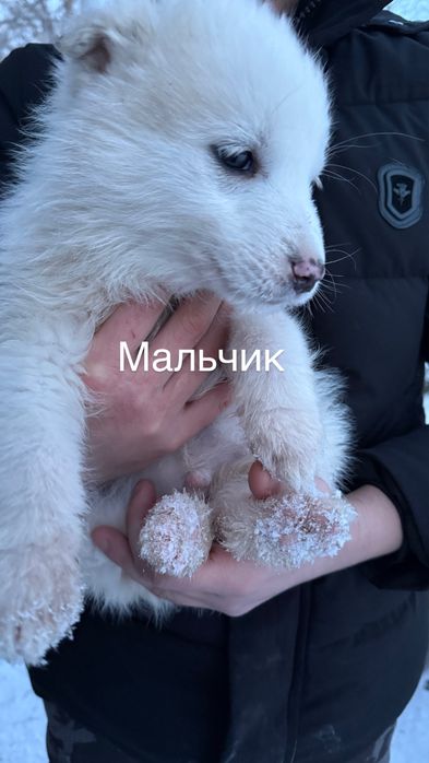 Срочно в добрые руки щенки