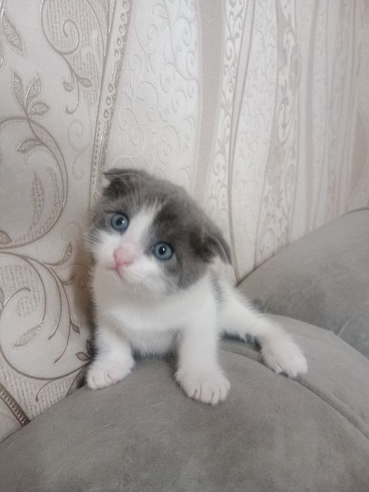 Котята.Отдам даром!