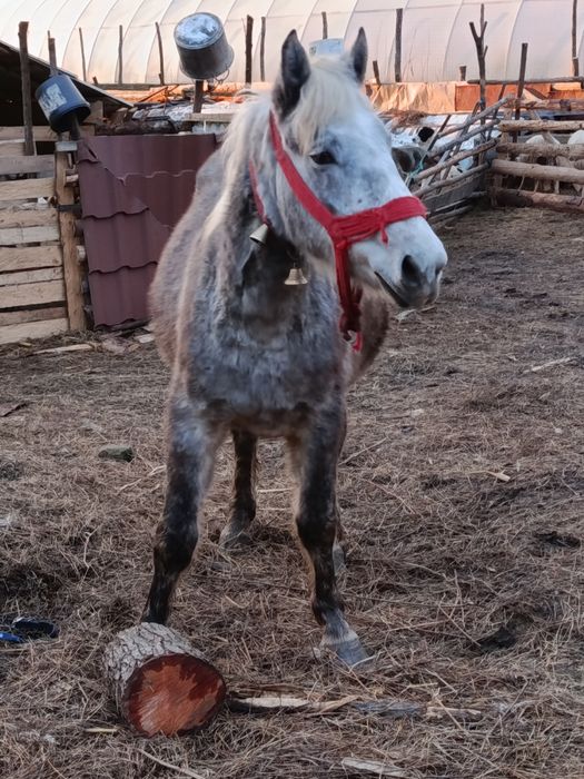 Vând un mânz și o mânză