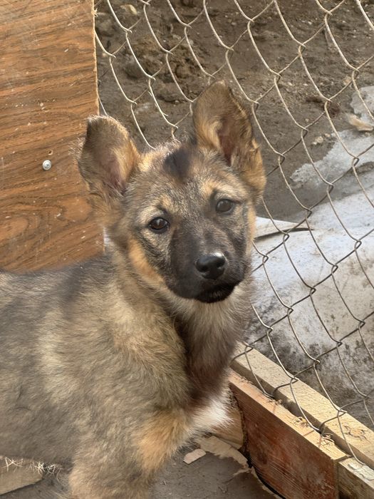 Отдам щенков помесь с овчаркой