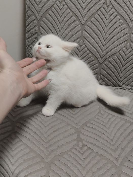 Котенок Британский Белый
