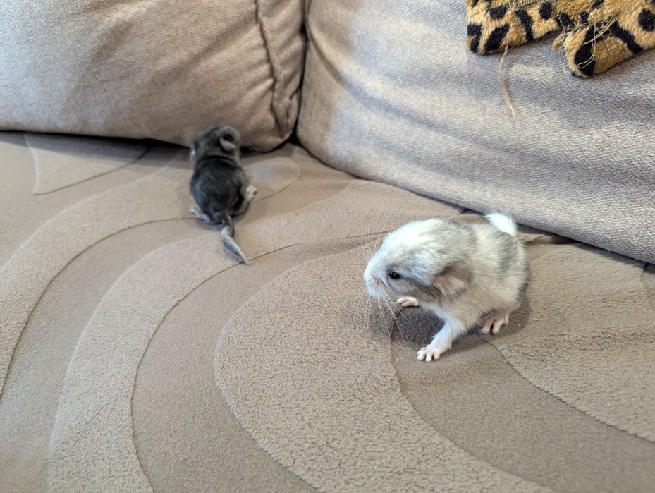 Шиншиллы. Бронирование