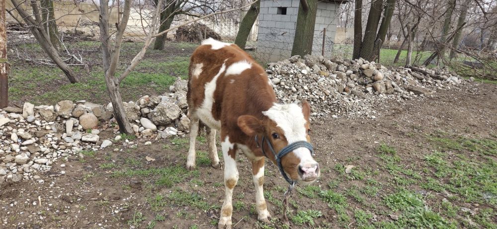 Ұрғашы бұзау  сатылады