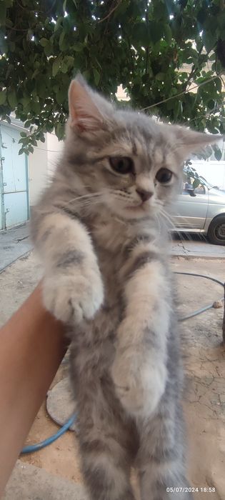 Mushuk sotiladi. Skotish strayt. O'g'il bola