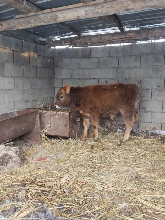 7-8айлық бұқа сатылады жақсы  пародада