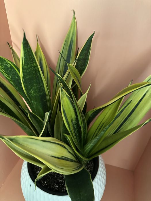 Сансевиерия голд флейм