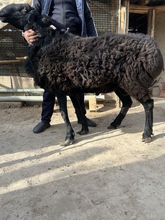 Qochqor Jaydari 3 ta kotta bor