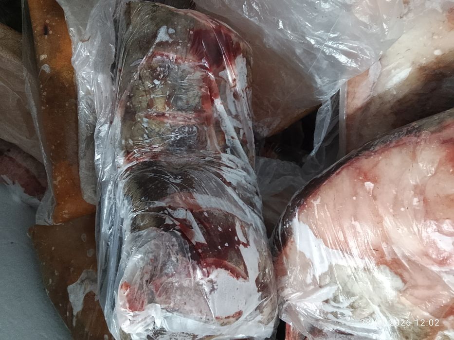 Рыба сом кусковой есть стэйк сома