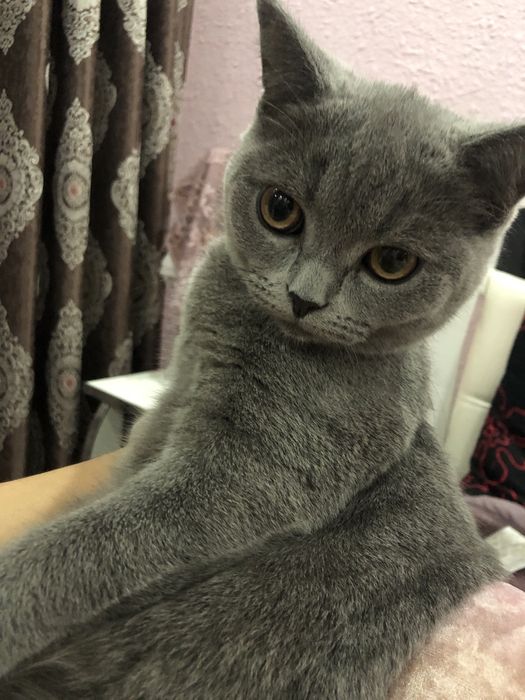 Кошка британского прохождение