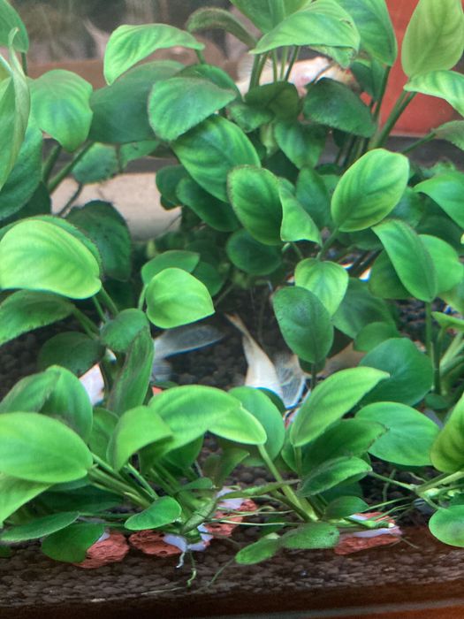 Аквариумные растение Анубиас нано