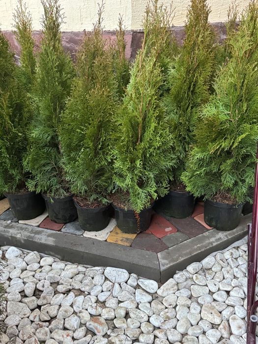 Туя Смарагд 1 метр