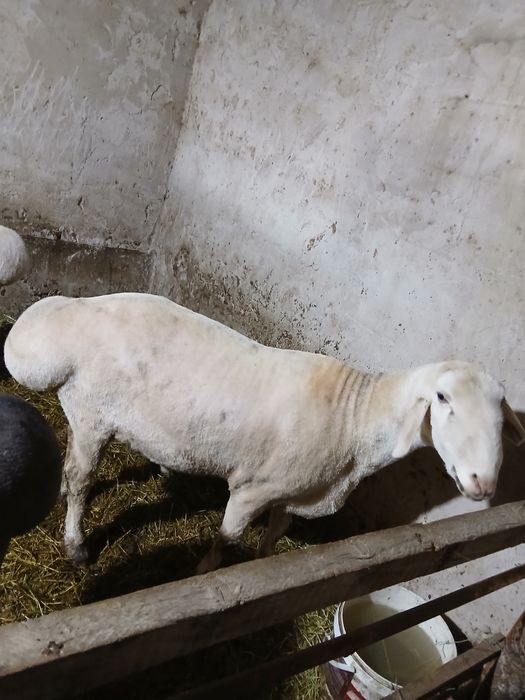 Кучкор сотилади зоти авгон живой вес 120.кг