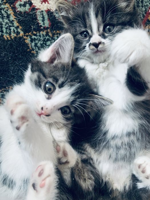 Отдаю котят бесплатно !