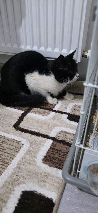 Отдам кота в добрые руки.