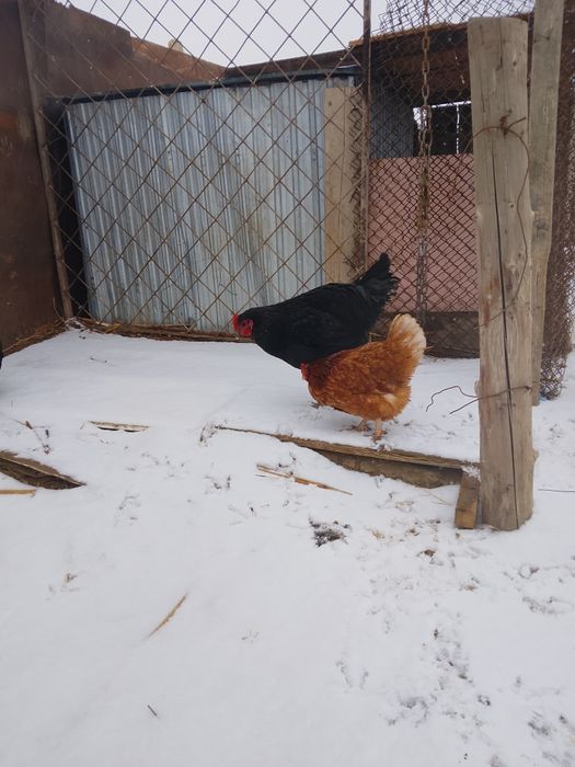 Тауық парода қара гегант