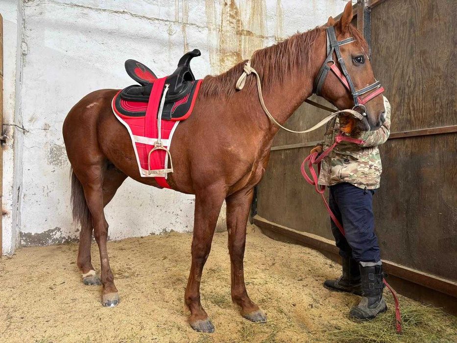 Продается лошадь Максимус