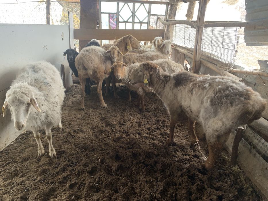 Семіз қойлар сатылады