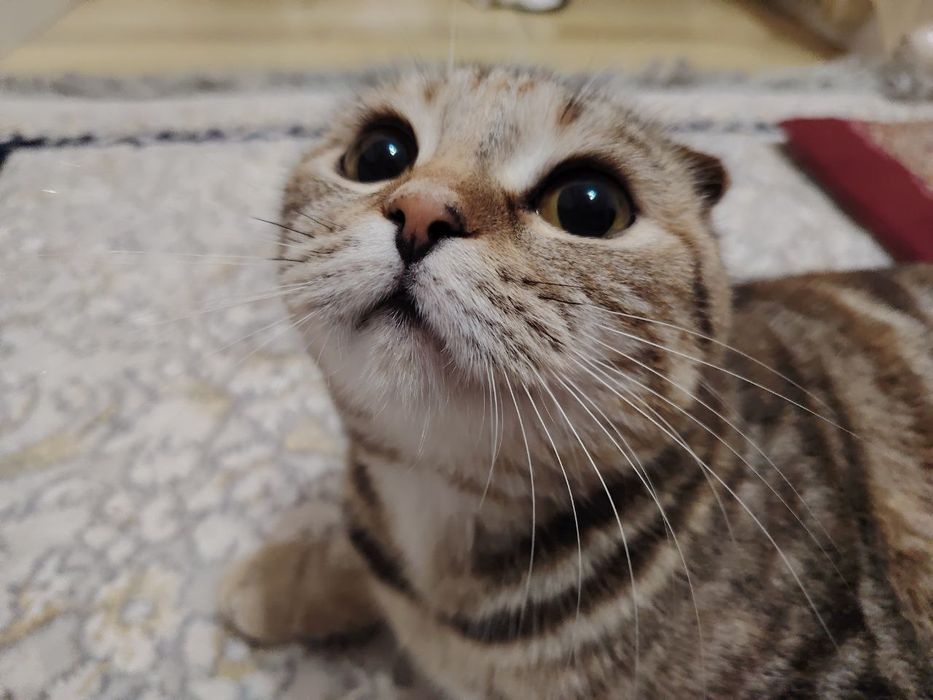 Продаём кошку девочку