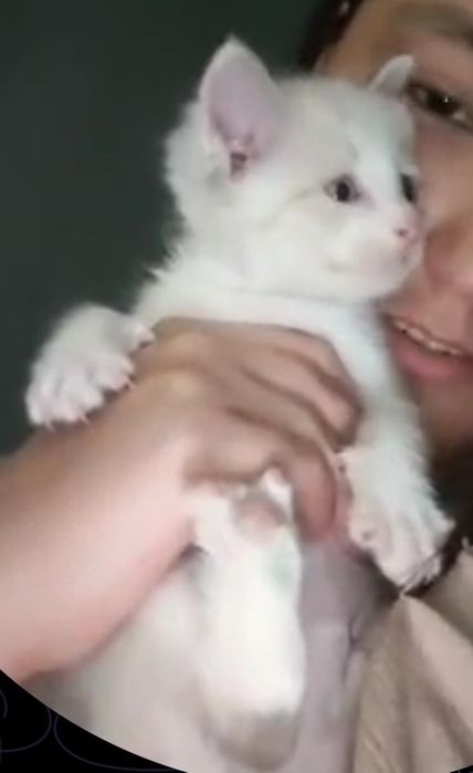 Котенок сиамский ГОЛУБОГЛАЗЫЙ уровновешанный