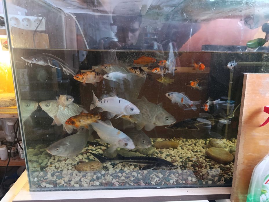 High fin пангасиус 15см