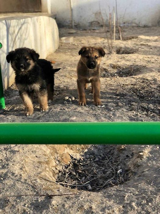 щенки бесплатно тегін