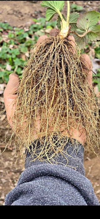 ВЕЛИКОЛЕПЕН БИО Разсад целогодишни Ягоди и Малини