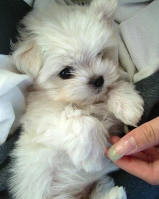 Мини Малтийска болонка