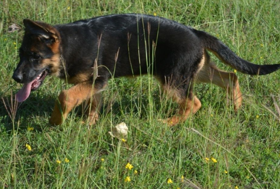Ciobanesc german