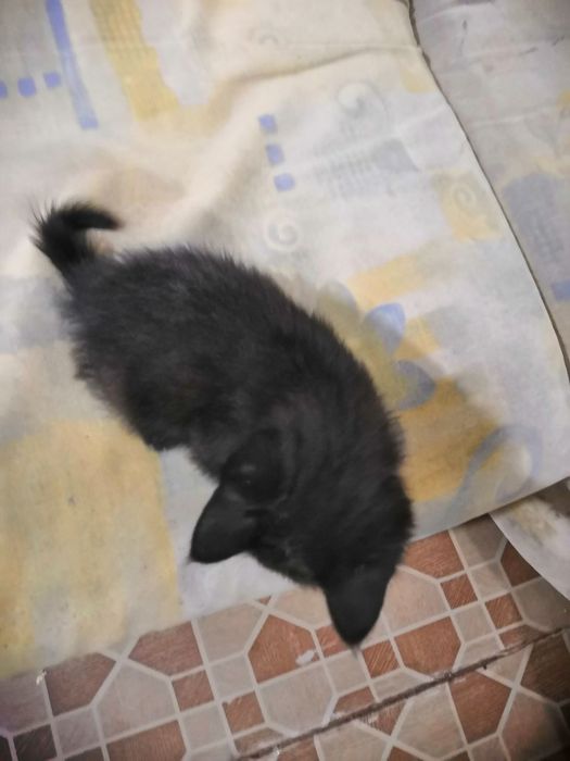 Отдам котят в добрые руки.