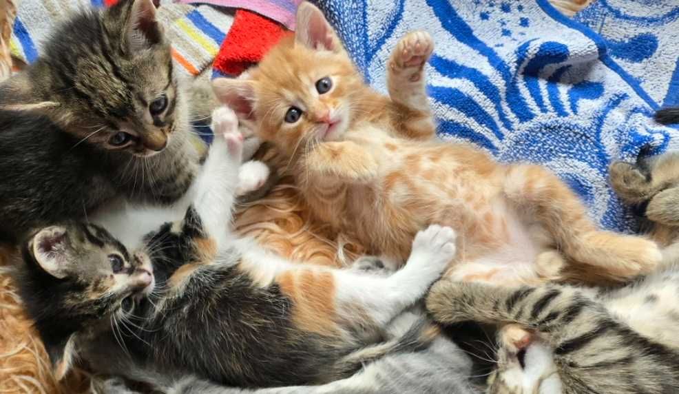 Красиви котета с навици за живот в домашна среда!