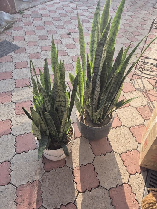 Цветы домашние горшковые